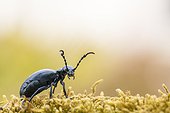 Oil beetle on a mossy branch in spring