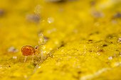 Springtail in the heaps of dead leaves in winter, micro soil fauna