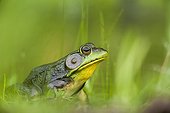 North american Bullfrog beside a pond with leeches on the back