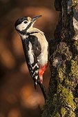 Female Great Spotted Woodpecker on a birch trunk