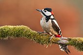 Male Great Spotted Woodpecker on a mossy branch