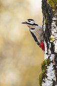 Male Great Spotted Woodpecker on a birch trunk
