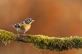 Brambling male northern winter visitor, on a mossy branch in winter