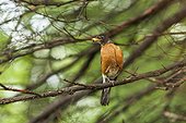 American Robin in a tree with a worm in its beak