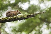 Gray Squirrel on a branch, Wildlife Reserve Papineau-Labelle.