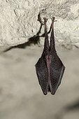Lesser Horseshoe Bat hanging - Annual Census of bats in hibernation sites (caverns).
