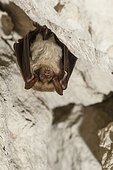 Suspended Mouse-eared Bat - Annual Census of bats in hibernation sites (caverns).