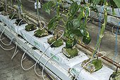 Peppers culture in hydroponics room. Lufa Farms. Montreal. Province of Quebec. Canada