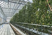 Peppers jalapenos culture in hydroponics room. Lufa Farms. Montreal. Province of Quebec. Canada