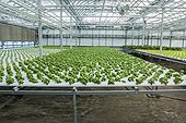 Vegetable seedlings. Lufa Farms. Montreal. Province of Quebec. Canada