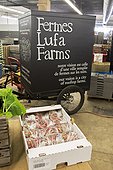 Warehouse order preparation. Lufa Farms. Montreal. Province of Quebec. Canada