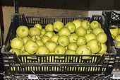 Apples prepared for sale to individuals. Lufa Farms. Montreal. Province of Quebec. Canada