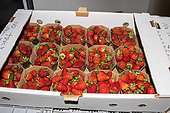 Strawberries prepared for sale to individuals. Lufa Farms. Montreal. Province of Quebec. Canada