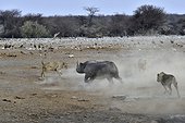 This Black Rhino has stumbled into a cavity and tipped into the water point. After many difficulties given the apic submerged banks, he managed to climb out of the water. Three lions took the opportunity to attack the rhino at the exit of the water.