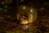 Male of Surinam golden-eyed tree frog (Trachycephalus coriaceus, ex Phrynohyas coriacea) calling during the breeding season - Explosive breeding - Kaw Mountain - French Guiana