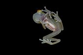 Glass Frog (Hyalinobatrachium cappellei, ex Hylella cappellei) - Montagne des singes (Mountain of monkeys) - French Guiana