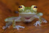 Glass Frog (Hyalinobatrachium cappellei, ex Hylella cappellei) - Montagne des singes (Mountain of monkeys) - French Guiana