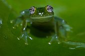 Taylor's glass Frog (Hyalinobatrachium taylori, ex Centrolenella taylori) - Montagne de fer - French Guiana