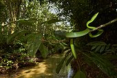 Wide angle of Green Vine Snake or Flatbread Snake (Oxybelis fulgidus, ex Coluber fulgidus) - Matiti - French Guiana