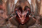Goliath bird-eating spider or Goliath birdeater (Theraphosa blondi, ex Theraphosa leblondi) - Nourague station - French Guiana