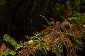 Goliath bird-eating spider or Goliath birdeater (Theraphosa blondi, ex Theraphosa leblondi), - Nourague station - French Guiana