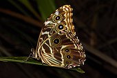 Deidamia Morpho (Morpho deidamia) by night near a pond - Macouria - Savanne de Matiti - Guyane française