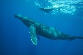Humpback whale, Megaptera novaeangliae, Balaenopteridae, Socorro, Revillagigedos, Mexico