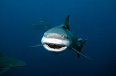 Bull shark, Carcharhinus leucas, Carcharhinidae, Mozambique, Indian Ocean