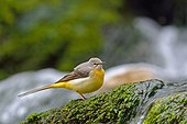 Wagtail (Motacilla cinerea) hunting insects on the moss of a waterfall to feed its young