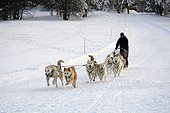 Huskies coupling - Ballon d'Alsace - Vosges mountains - France