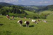 Montbeliarde cows grazing in the Haut-Doubs near Morteau - France