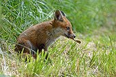 Red Fox, cub playing with a dead leaf meadow