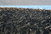 Double crested and Brandt's Cormorants (phalacrocorax auritus and phalacrocorax penicilliatus) A large gathering of double crested cormorants and Brandt's cormorants. Baja California Mexico.