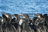 Brandt's cormorants (Phalacrocorax penicilliatus) Baja California Mexico.