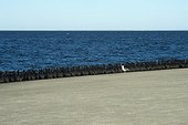 Brandt's cormorants (Phalacrocorax penicilliatus) Large gatherings of Brandt's cormorants at the waters edge. Baja California Mexico.