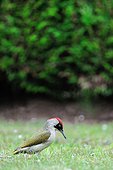 Green Woodpecker female looking for food in a garden - Braye-sur-Maulne - Indre-et-Loire - France