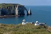 Herring Gull (Larus argentatus). Couple on the edge of the cliffs. Etretat, Normandy, France