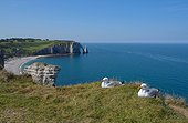 Herring Gull (Larus argentatus). Cliffs at Etretat, Normandy, France
