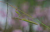 Praying mantis (Mantis religiosa). In the fall near the forest. Maine et Loire, France.