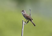 Common whitethroat, (Sylvia communis), single bird on branch singing, Bulgaria