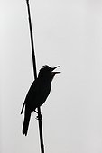 Great-reed warbler, (Acrocephalus arundinaceus), single bird on reed backlit, Bulgaria