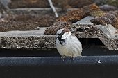 House sparrow, (Passer domesticus), single male on gutter, Warwickshire