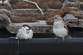 House sparrow, (Passer domesticus), female and male on roof, Warwickshire