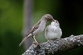 House sparrow, (Passer domesticus), single female feeding young on branch, Bulgaria