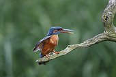 Kingfisher, (Alcedo atthis), single female displaying at another bird, Warwickshire