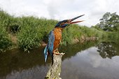 Kingfisher, (Alcedo atthis), single female displaying at another bird, Warwickshire