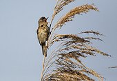Reed warbler, (Acrocephalus scirpaceus), single bird on reed singing, Bulgaria