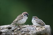 Tree sparrow, (Passer montanus), single male feeding young on branch, Bulgaria