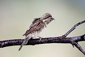 Wryneck, (Jynx torquilla), single bird on branch, Bulgaria