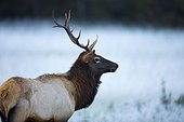 Manitoban Elk in frosted field, Cataloochee Valley, Great Smoky Mountains National Park, North Carolina, USA
